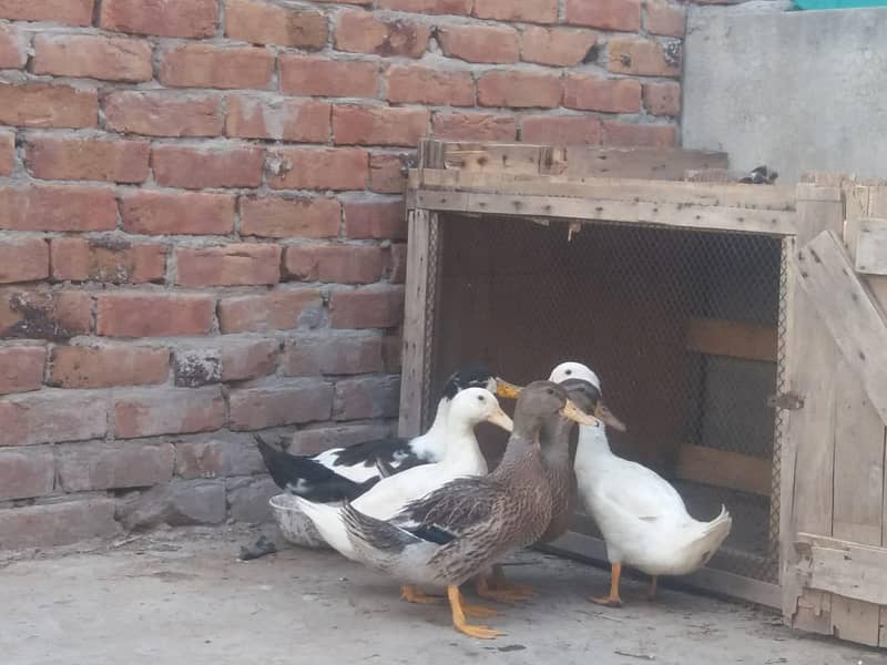 ducks 5