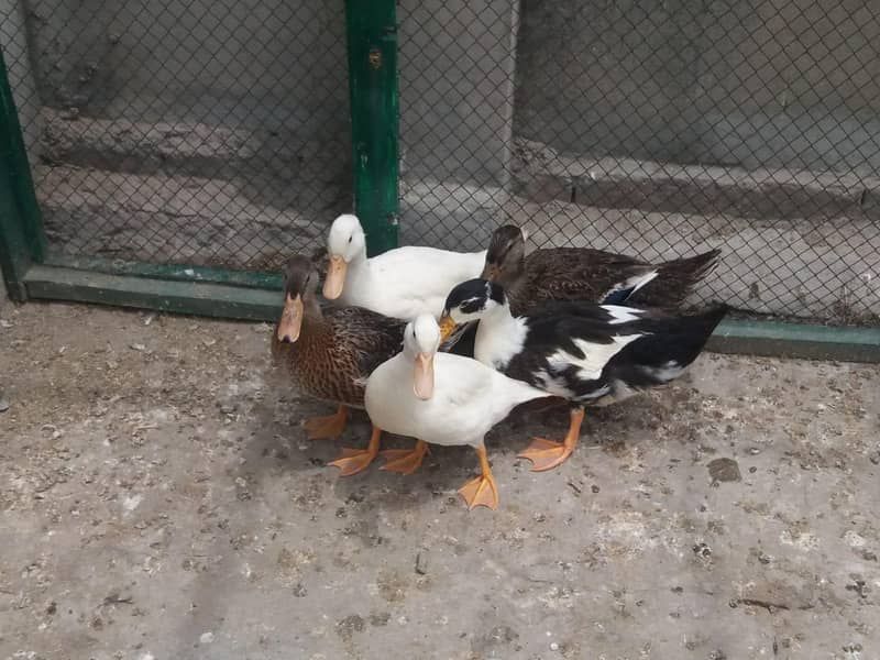 ducks 6