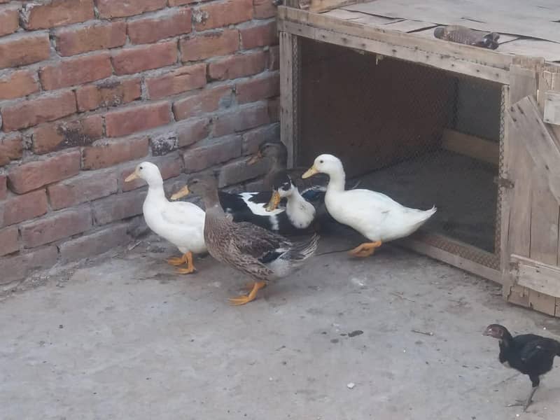 ducks 7