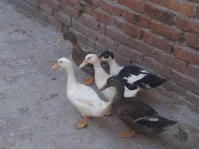 ducks 8