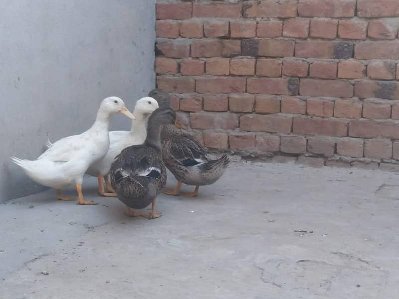 ducks 9