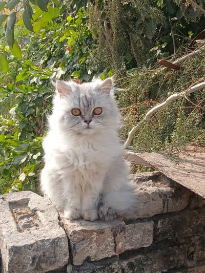 Persian