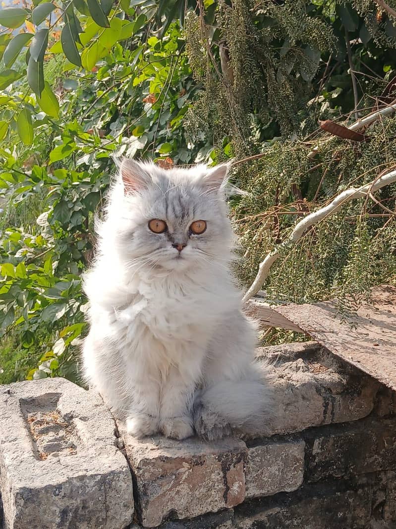 Persian female 1