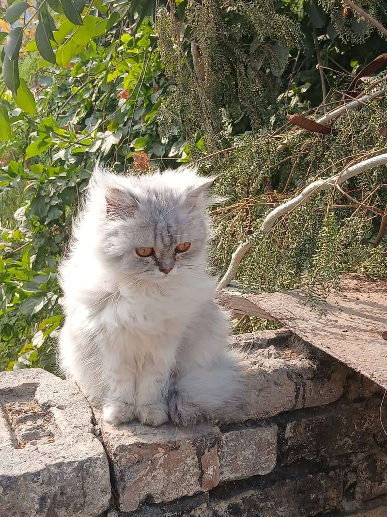 Persian female 2