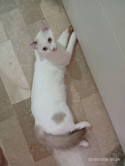 LOVELY CAT 