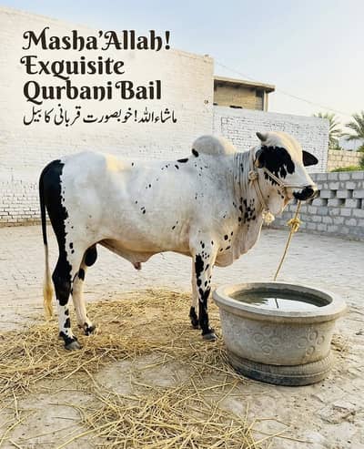 Qurbani Bail - Thari Sahiwal Cross - 4 Daant