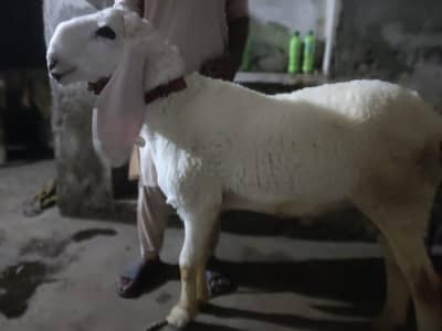 beautiful Chhatre Qurbani ke liye