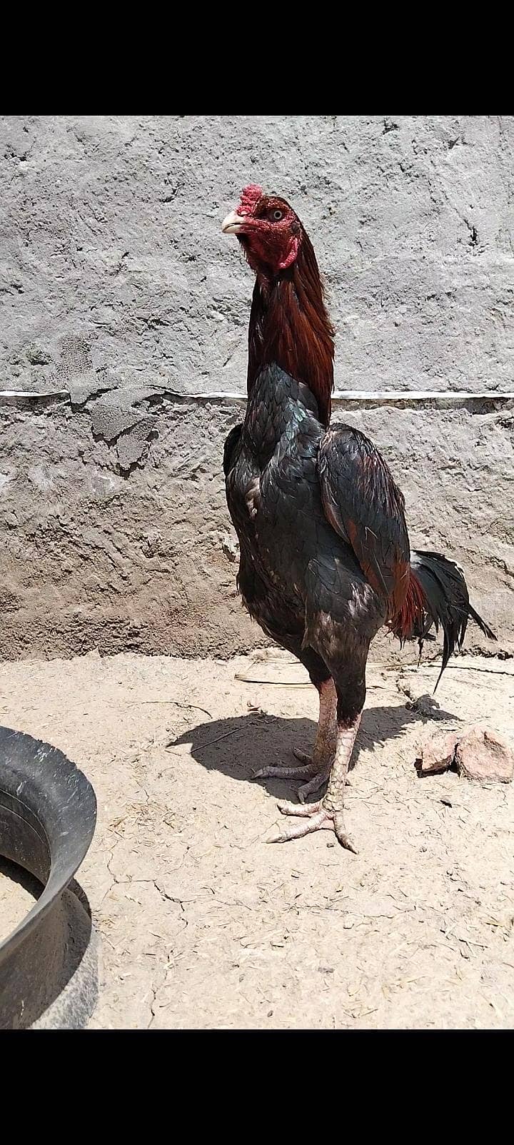 sindhi aseel 2