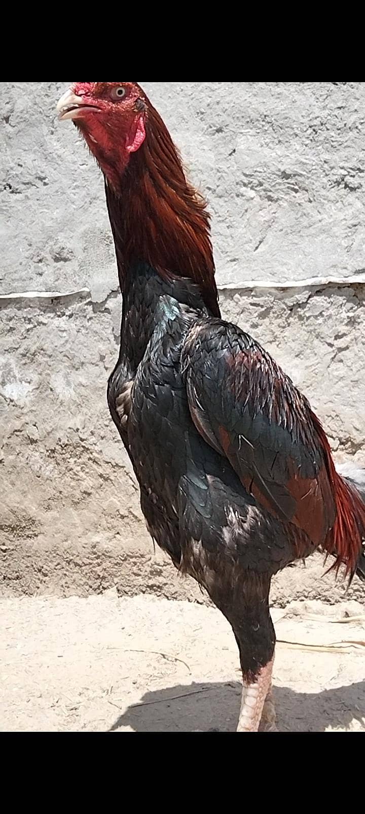 sindhi aseel 3