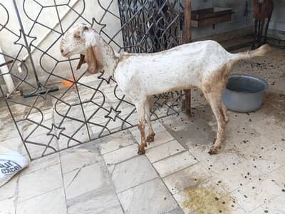 makachini bakri