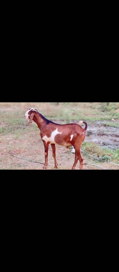 4 bakre available for sale pakky 2 dant he