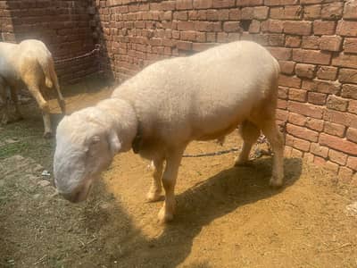2 mondra  chatra for sale qubani 2026
