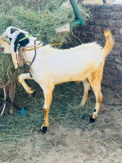 Healthy Bakra for Qurbani