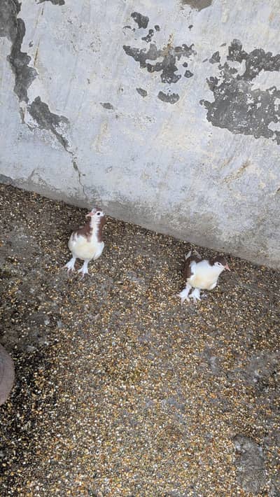 sherazi pegion pair