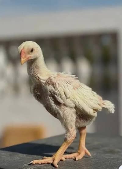 Shamoo aseel chicks pure German breed