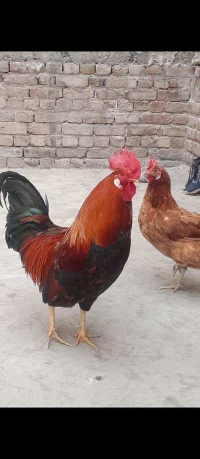 Gr ki pli hoi ha egg dati ha 1 male 2 female: 03231946062