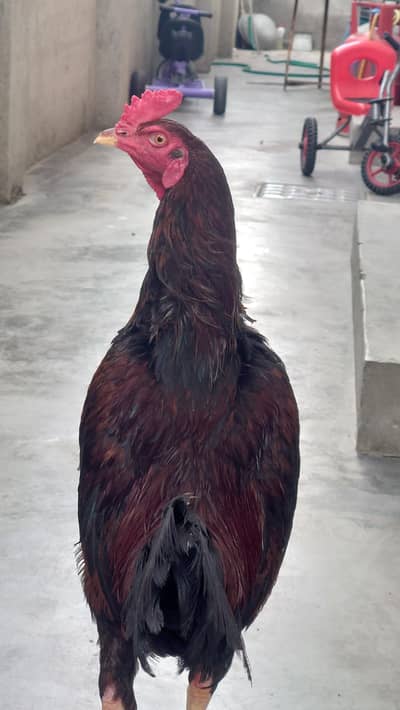 Big Rooster