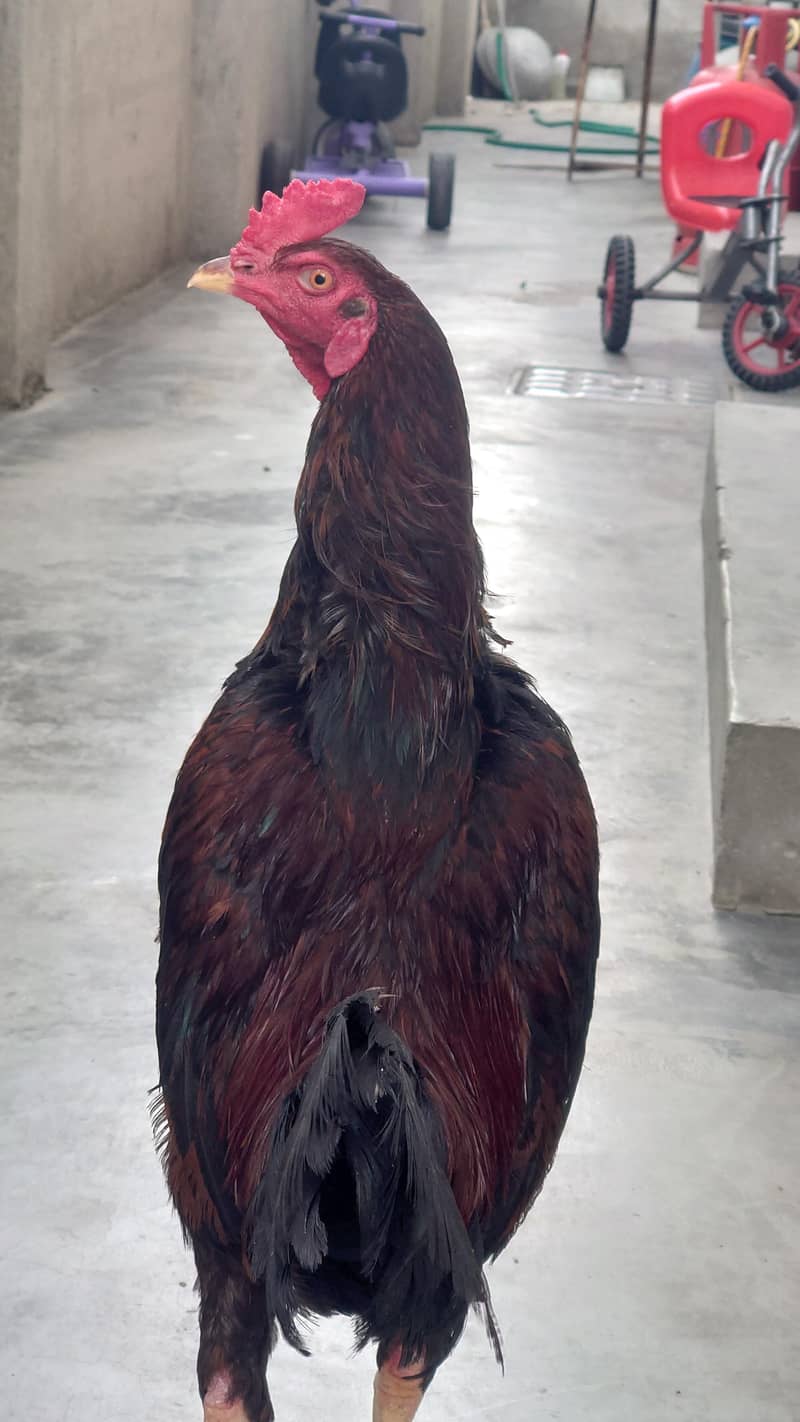 Big Rooster 0