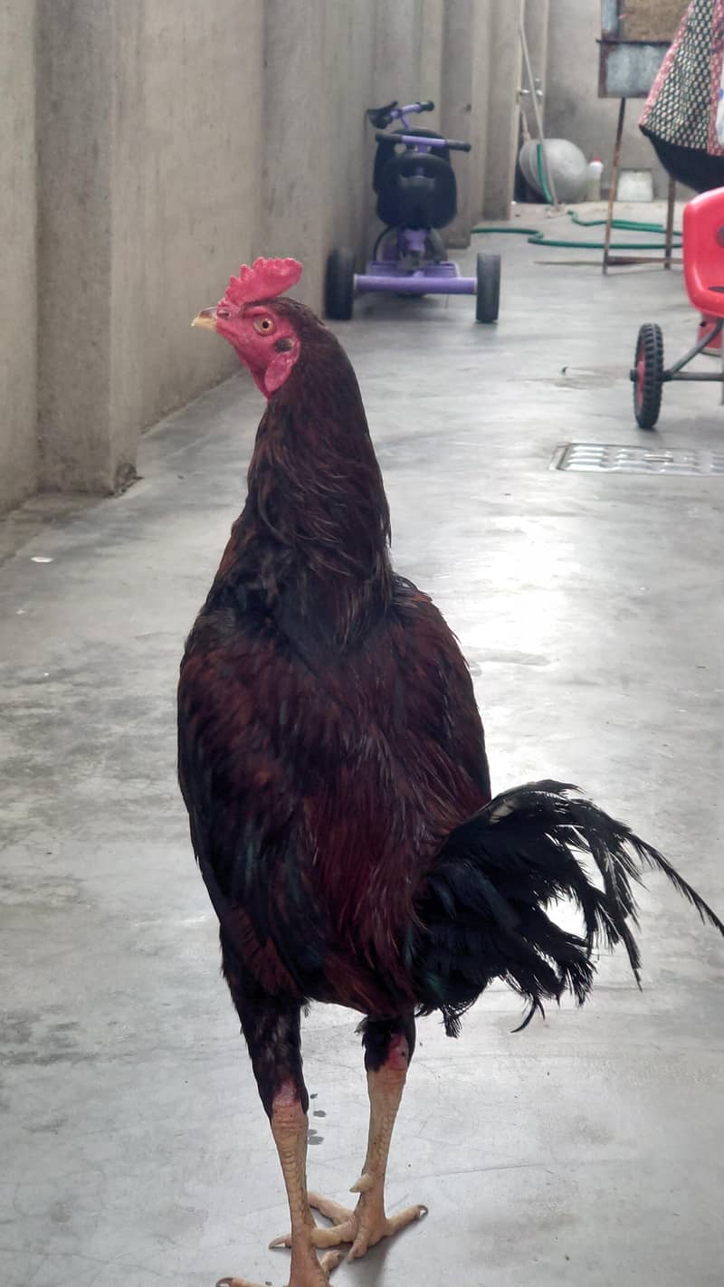 Big Rooster 1