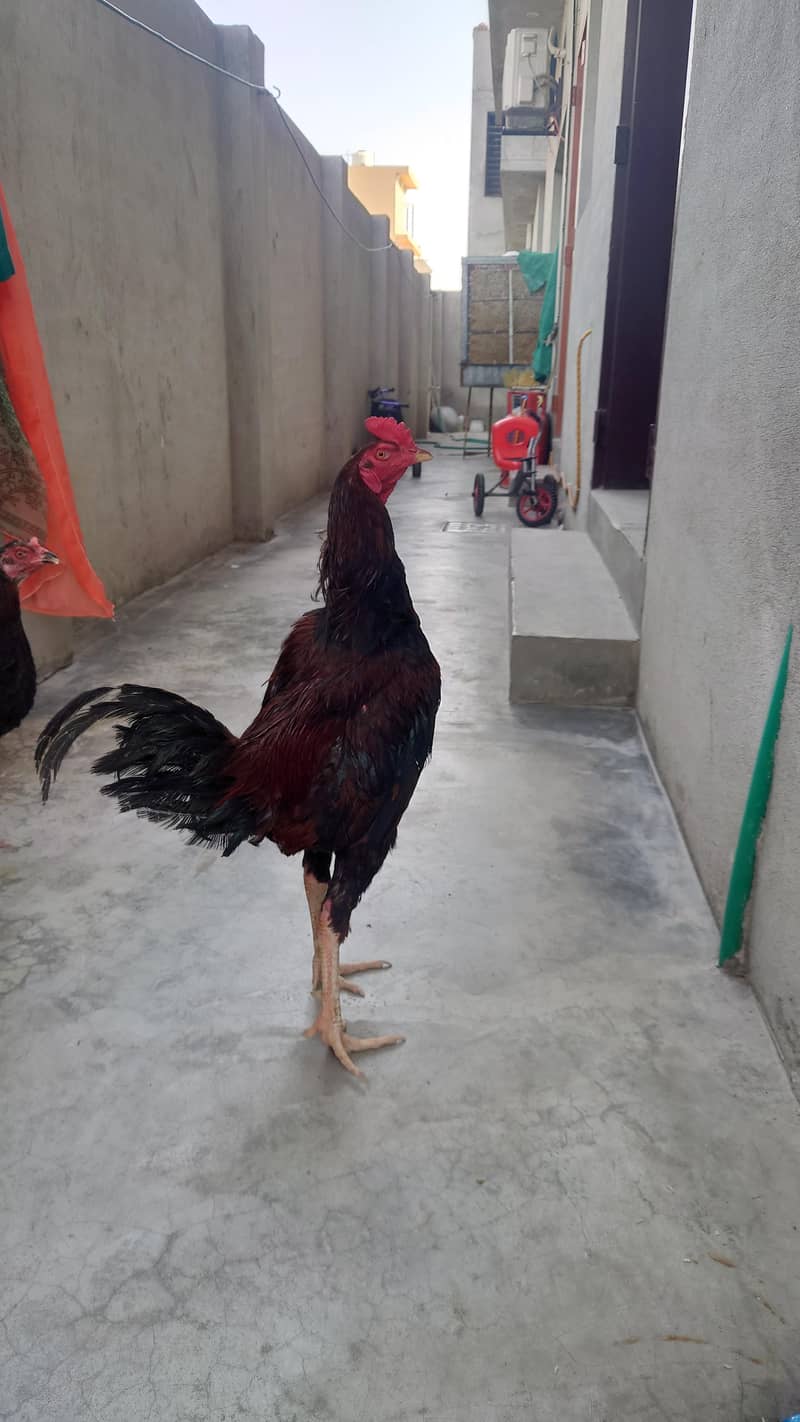 Big Rooster 2