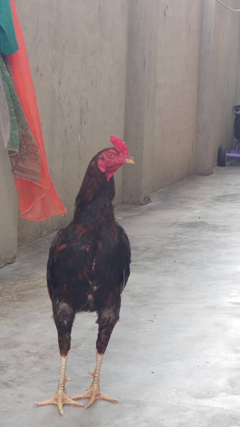 Big Rooster 3