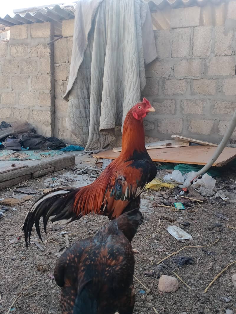 lakha 0