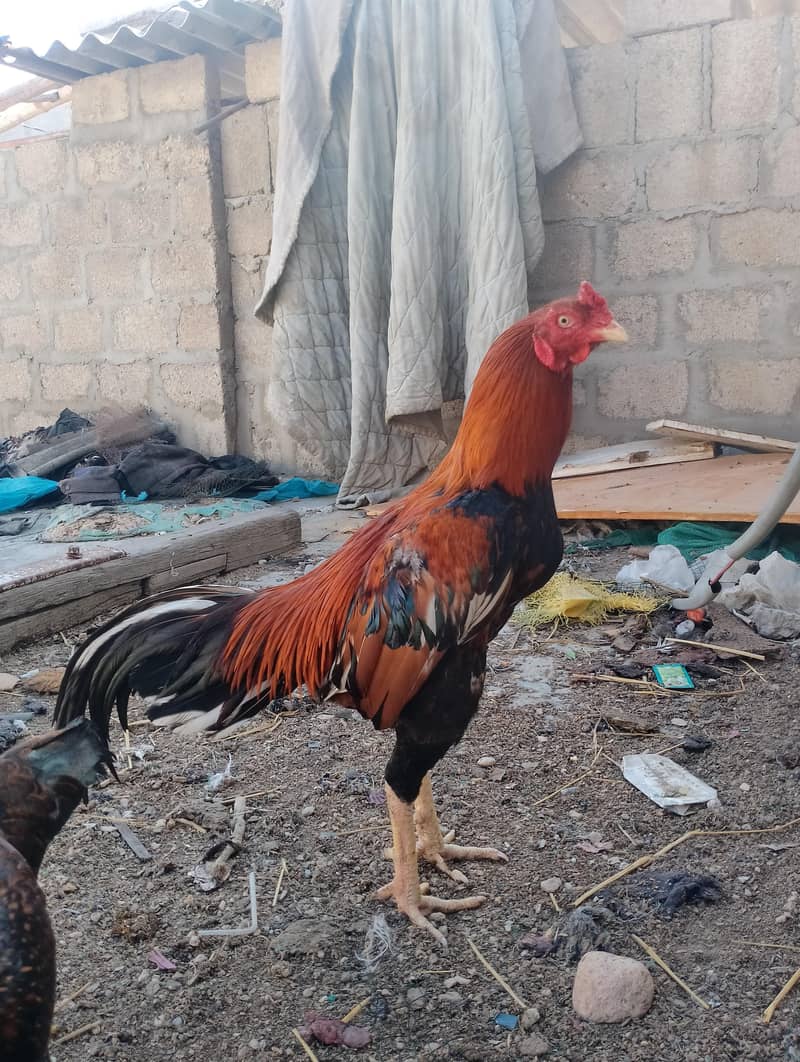 lakha 2