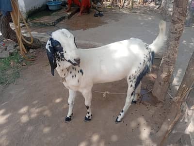 Bakari for Sale