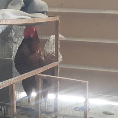 Desi murgha & murghi pinjray smait sale