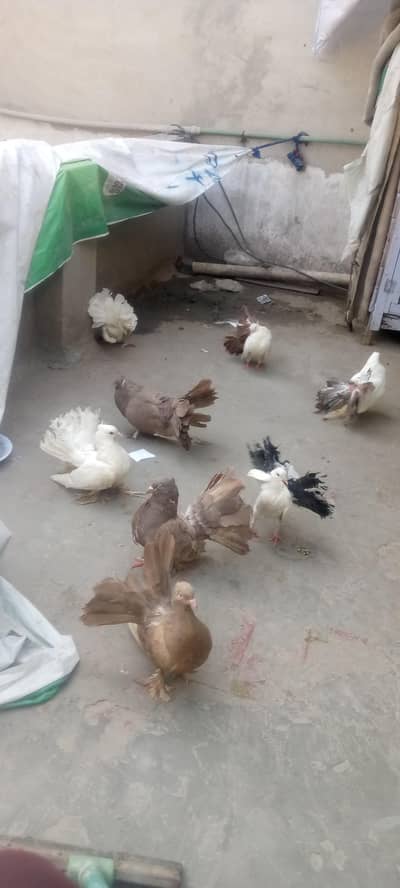 pieagon