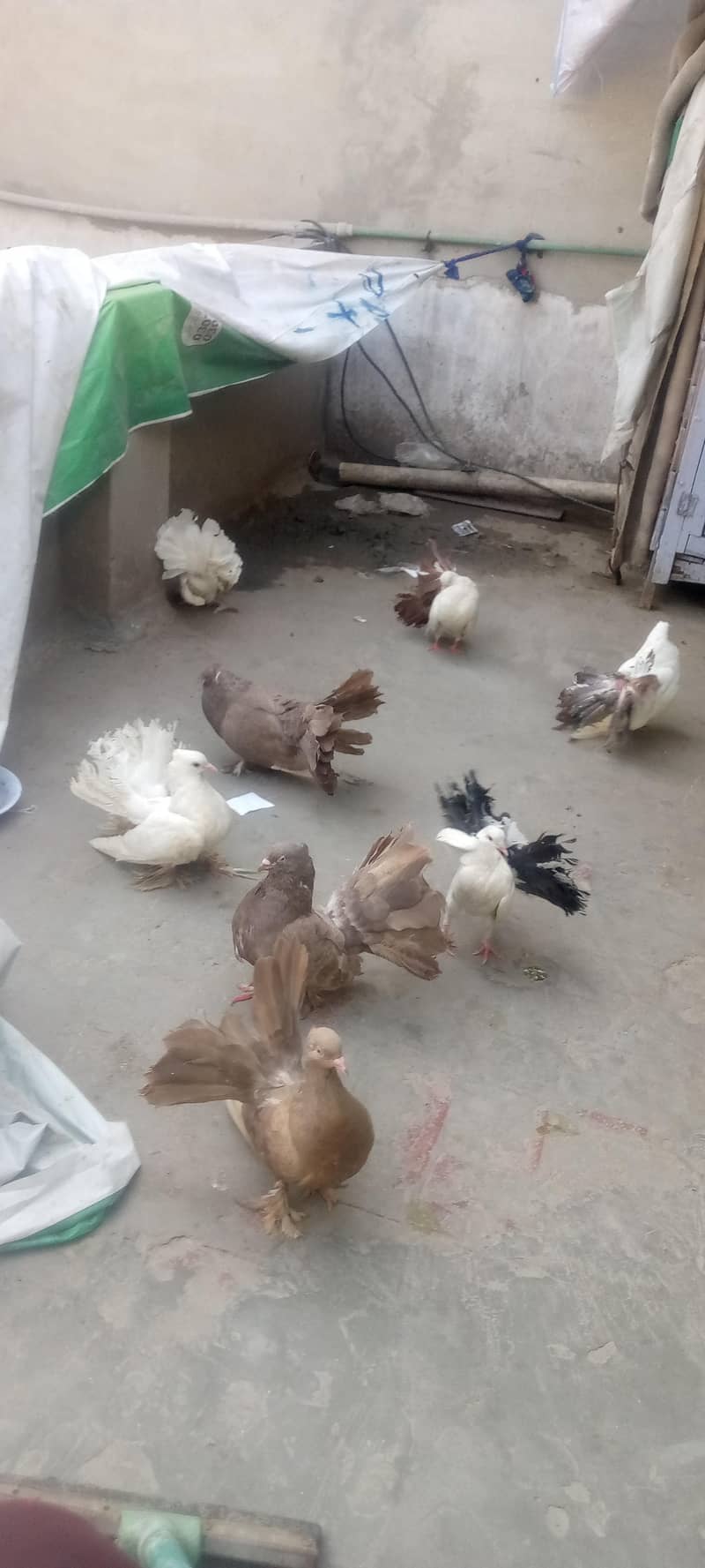 pieagon 0