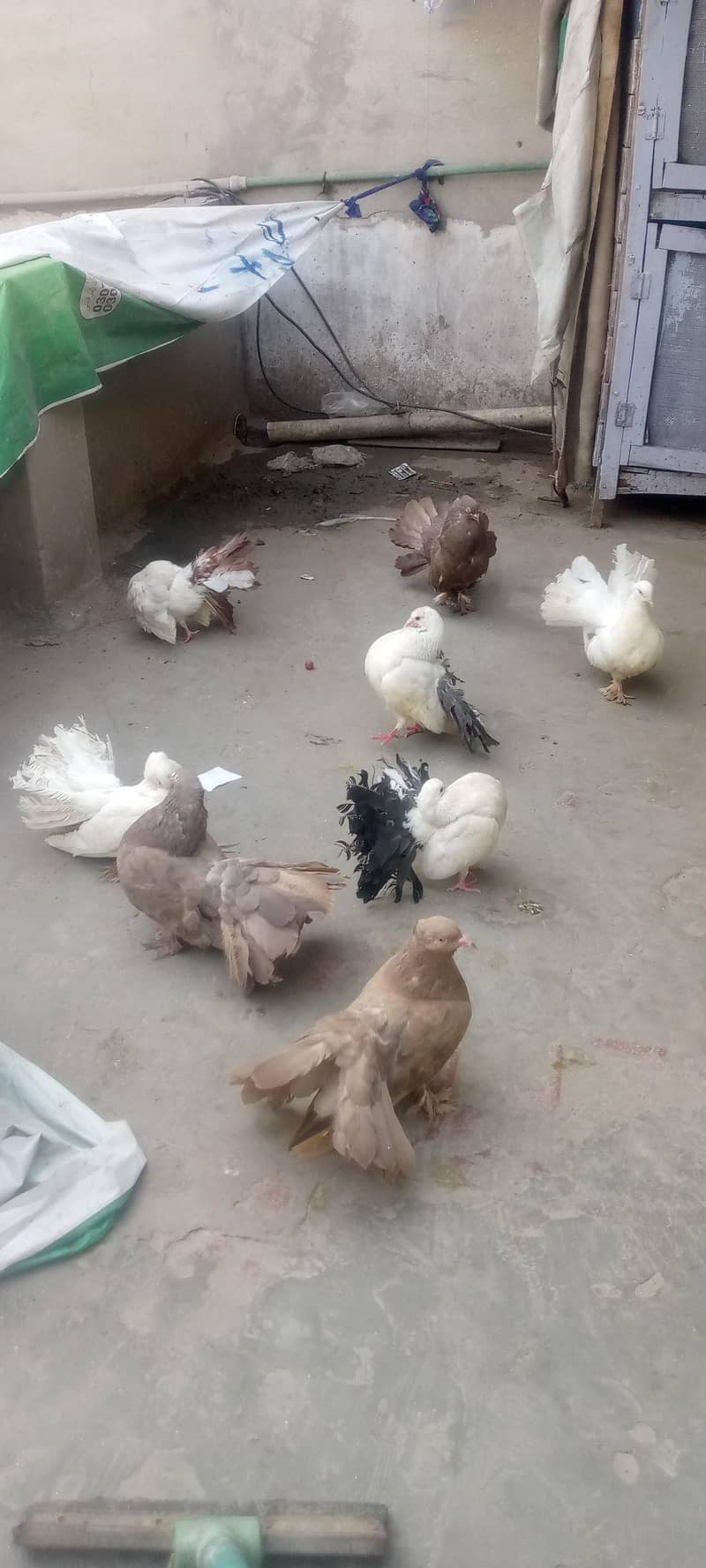 pieagon 1