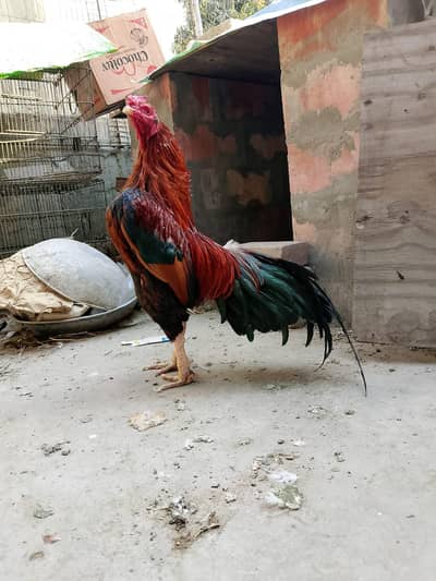 Mianwali Aseel