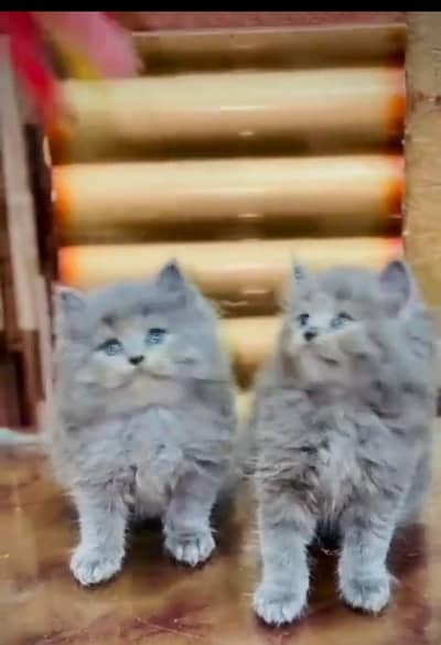 Persian cat triple kot,for sale,my WhatsApp 03493317649