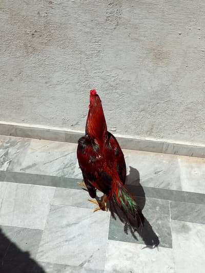 urgent for sell