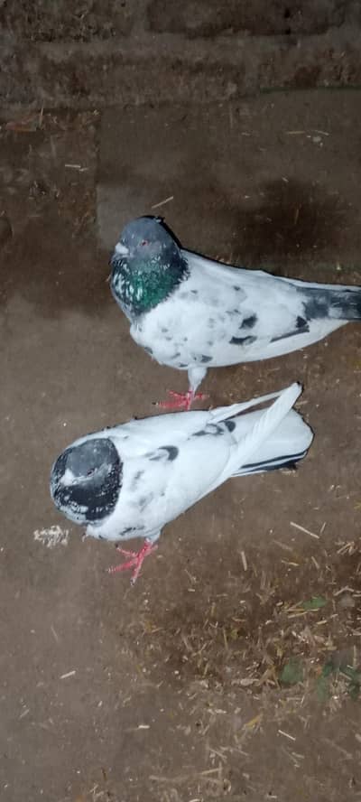 pigeons pair for sale
