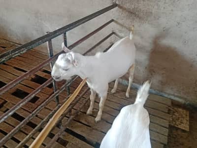 2 dant Barbary nasal male full white