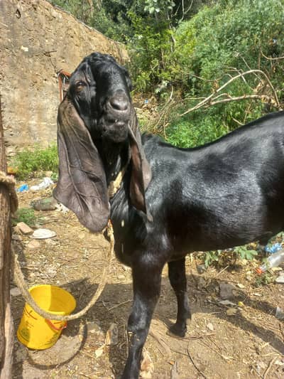 Black bakra for qurbani