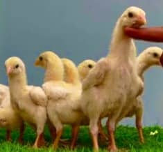 Aseel shamo | white shamo | Heera Chick | Coco shamo | Aseel | Chicks