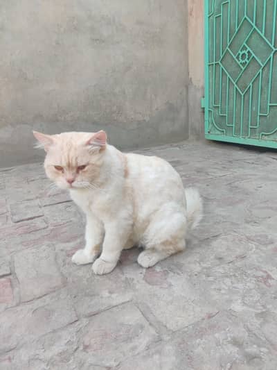 persian male cat