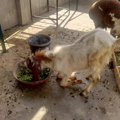 qurbani k liye Bakra for sale