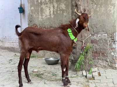 donda bakra
