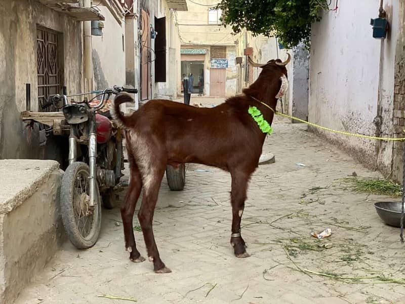 donda bakra 1
