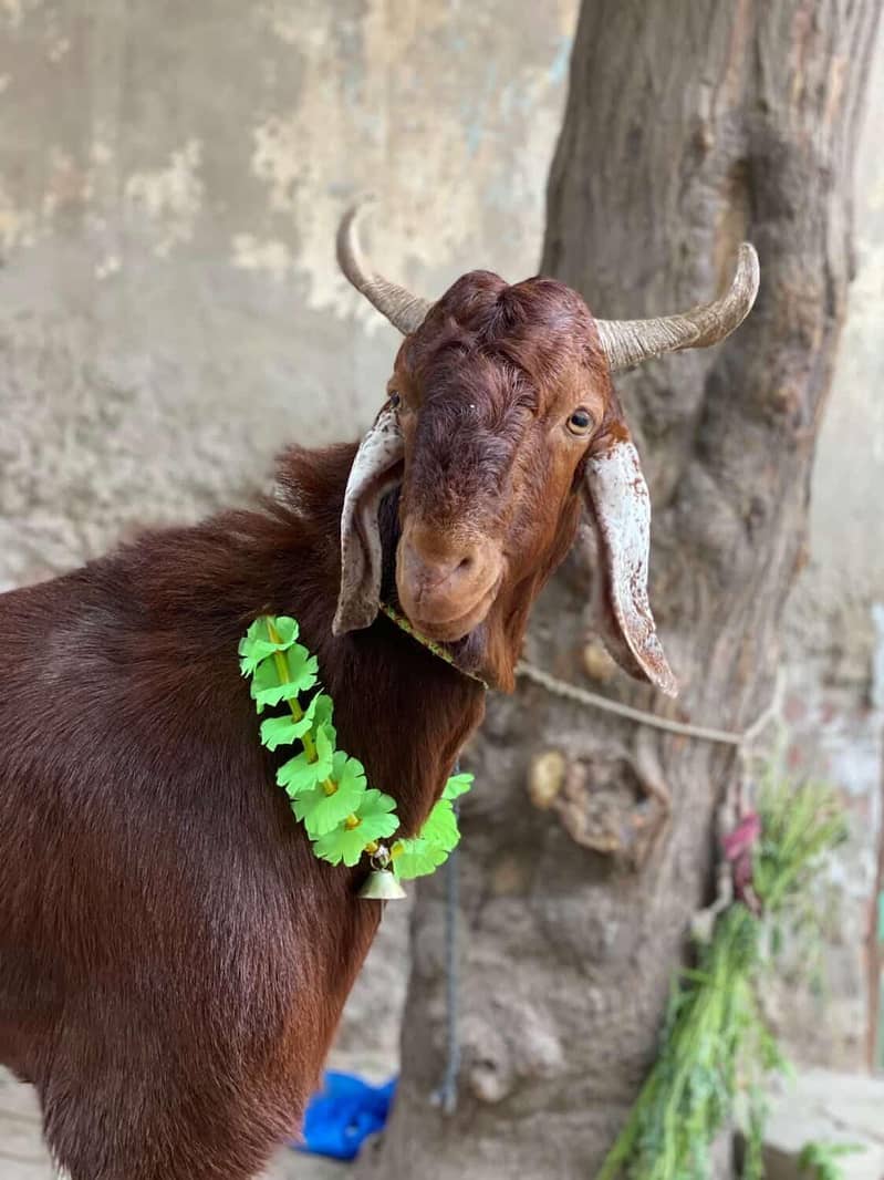 donda bakra 2