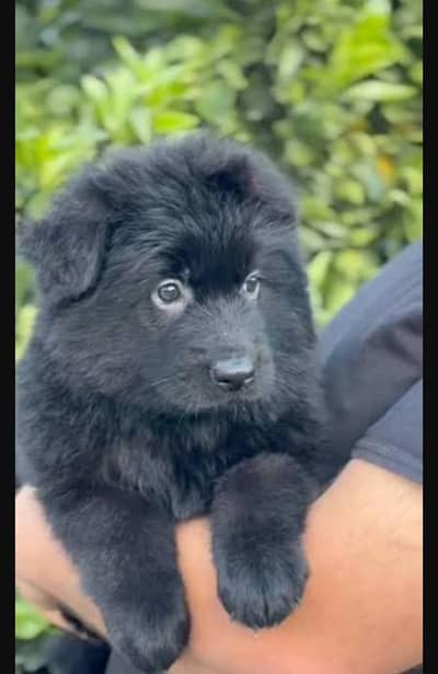 German shepherd puppy available