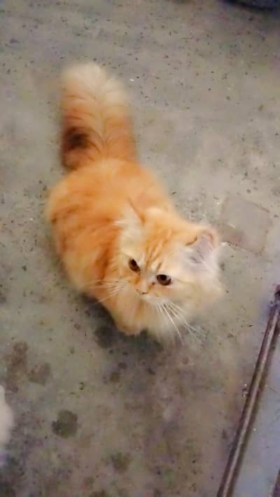 Punch face pair persian cats