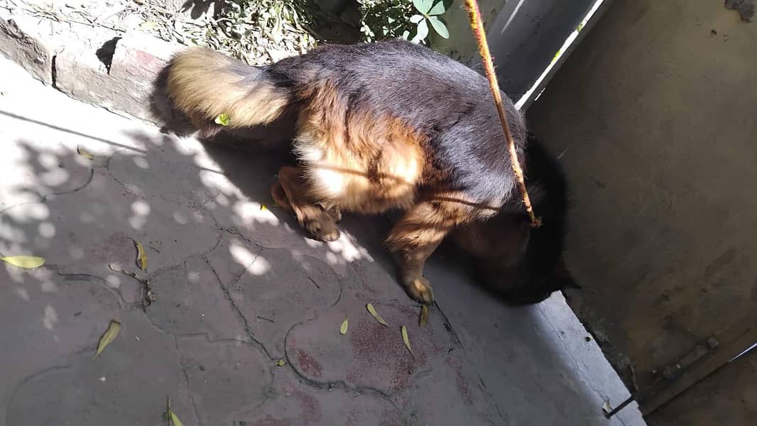 German shepherd stud 0
