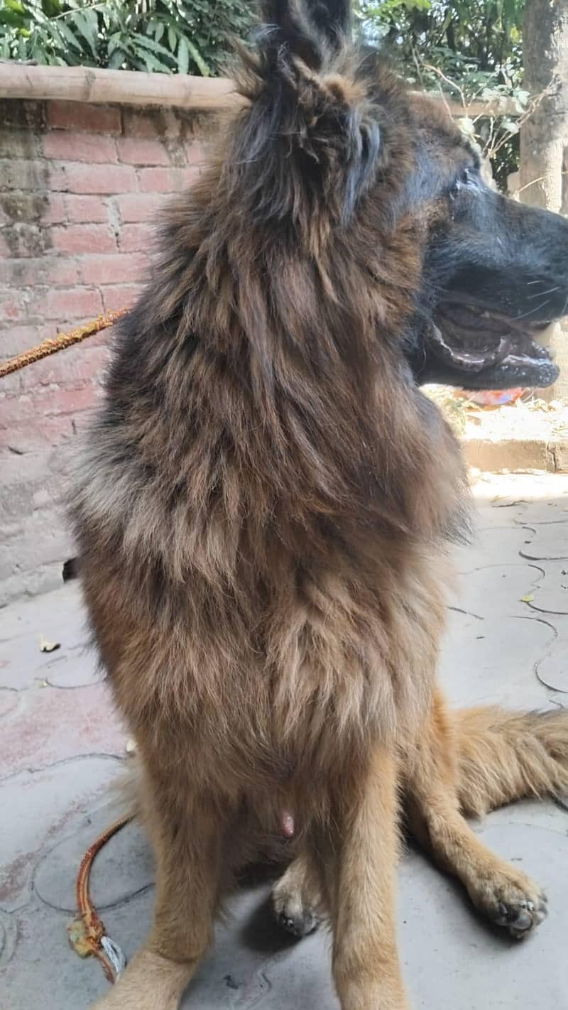German shepherd stud 1