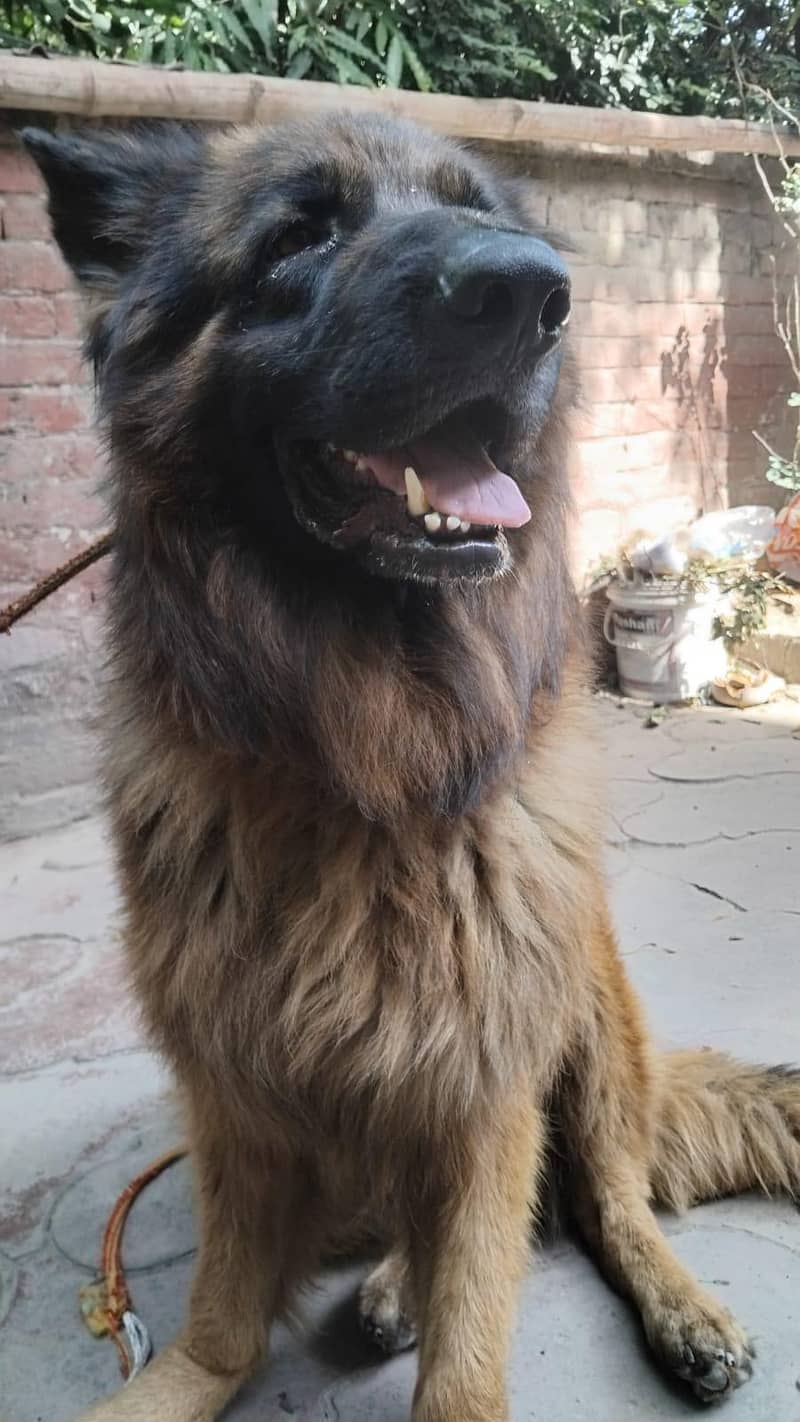 German shepherd stud 2