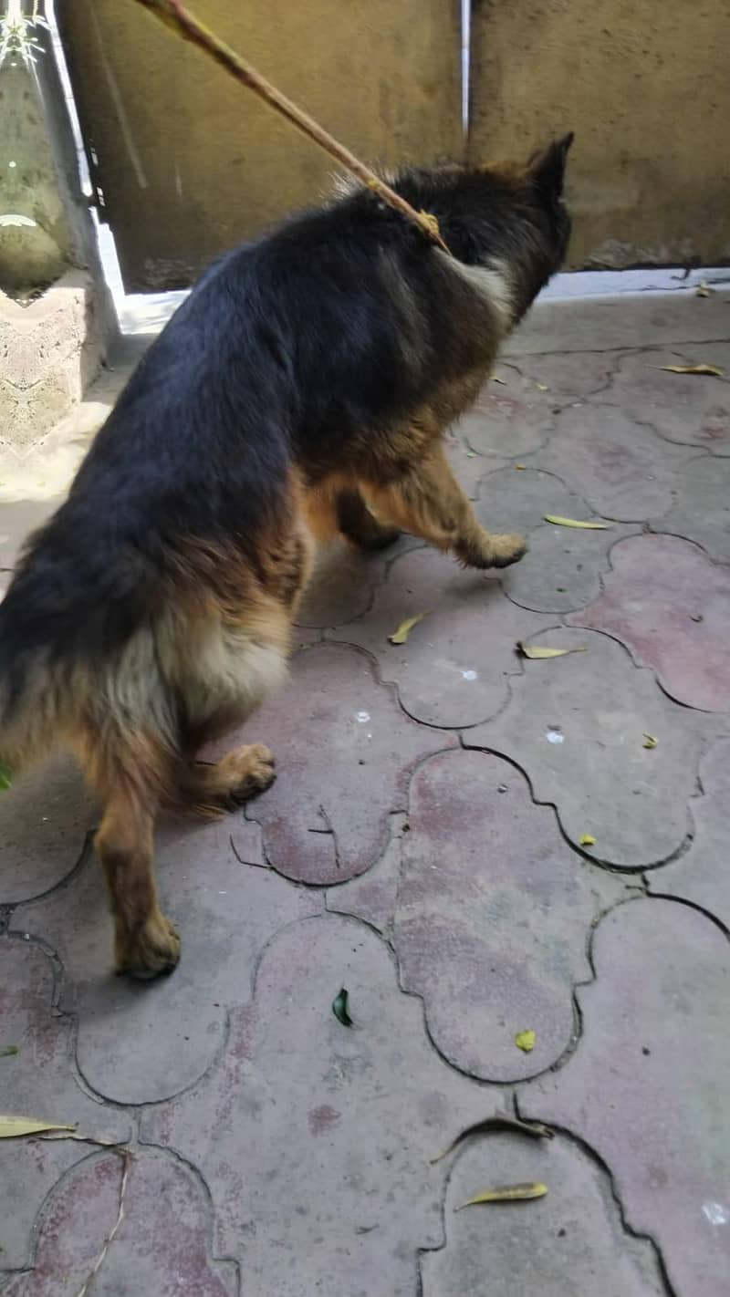 German shepherd stud 3